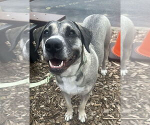Anatolian Shepherd-Unknown Mix Dogs for adoption in Germantown, OH, USA