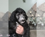 Small Photo #6 Aussiedoodle Puppy For Sale in GRANGER, IN, USA