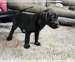 Small Photo #3 Labrador Retriever Puppy For Sale in COLORADO SPRINGS, CO, USA