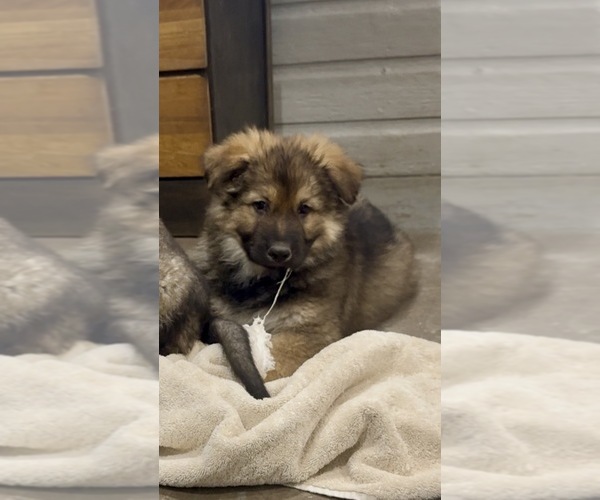 Medium Photo #1 German Shepherd Dog Puppy For Sale in BRIGHTON, CO, USA