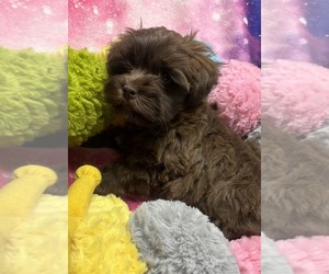 Havanese Puppy for sale in LIVONIA, MI, USA