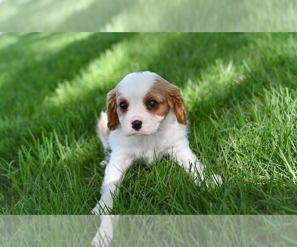 Medium Photo #1 Cavalier King Charles Spaniel Puppy For Sale in SUGARCREEK, OH, USA