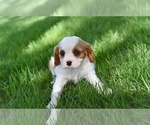 Small Cavalier King Charles Spaniel