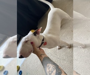 Bull Terrier-Miniature Bull Terrier Mix Puppy for sale in BRANDON, FL, USA
