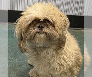 Shih Tzu-Unknown Mix Dogs for adoption in Chico, CA, USA