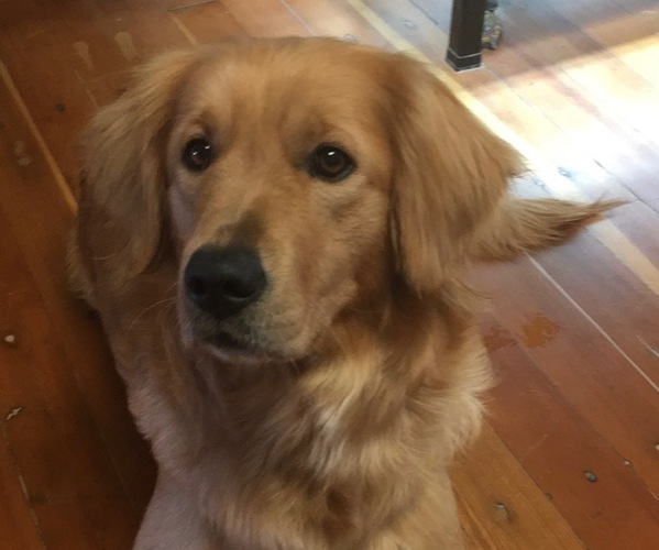 Medium Photo #1 Golden Retriever Puppy For Sale in NUNN, CO, USA