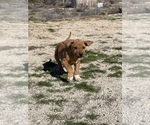 Small Photo #100 Rhodesian Ridgeback Puppy For Sale in MORONGO VALLEY, CA, USA