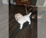 Small Photo #3 Goldendoodle Puppy For Sale in HERALD, CA, USA