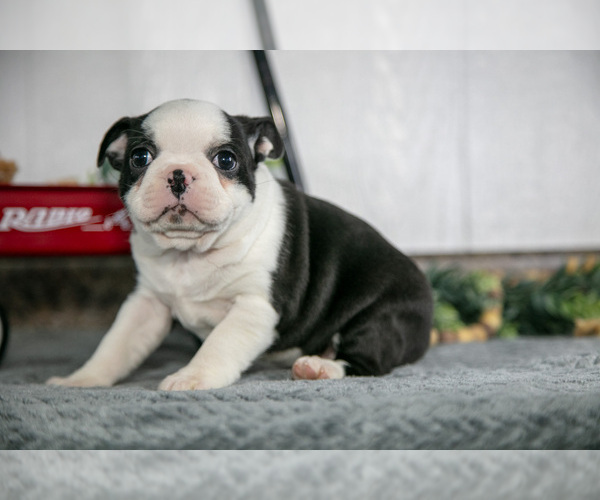 Medium Photo #2 Boston Terrier Puppy For Sale in BEACH CITY, OH, USA