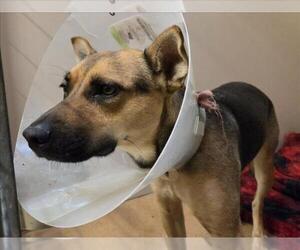 Australian Kelpie-Unknown Mix Dogs for adoption in Martinez, CA, USA