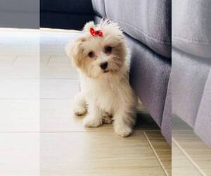 Zuchon Puppy for sale in MIAMI, FL, USA