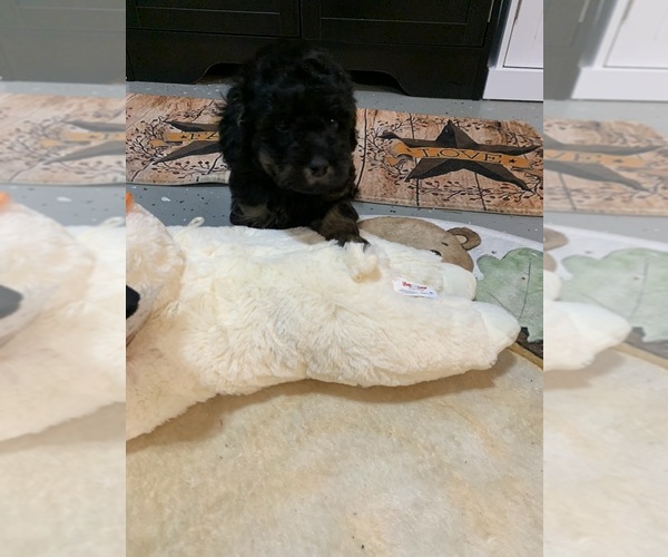 Medium Photo #1 YorkiePoo Puppy For Sale in WASHINGTON COURT HOUSE, OH, USA