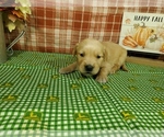 Puppy Lincoln Golden Retriever