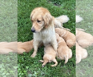 Mother of the Golden Retriever puppies born on 06/04/2025