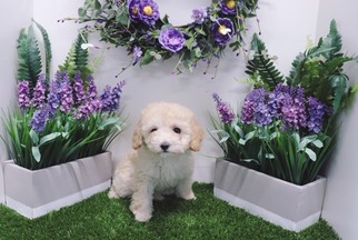 Poodle (Toy) Puppy for sale in LAS VEGAS, NV, USA