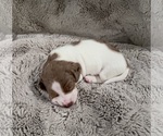 Small Photo #1 Dachshund Puppy For Sale in MT PULASKI, IL, USA