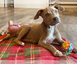 Hubie - Male Mutt Dog for Adoption - Small photo