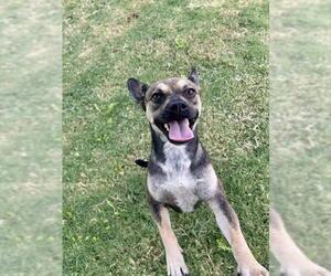 German Shepherd Dog-Unknown Mix Dogs for adoption in Temple, TX, USA