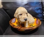 Small Photo #14 Golden Retriever Puppy For Sale in CHIMACUM, WA, USA