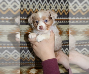Medium Miniature Australian Shepherd