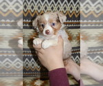 Puppy Liberty Miniature Australian Shepherd