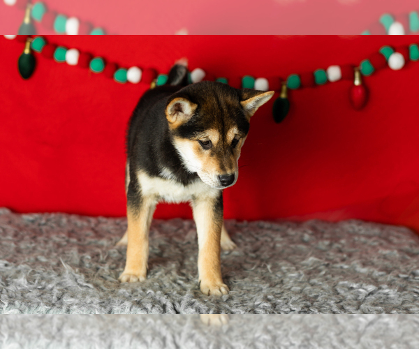 Medium Photo #7 Shiba Inu Puppy For Sale in MILLERSBURG, IN, USA