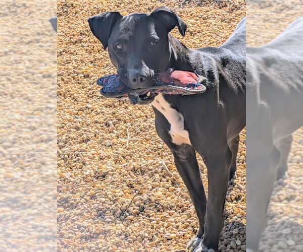 Medium Photo #4 Boxador Puppy For Sale in Anniston, AL, USA