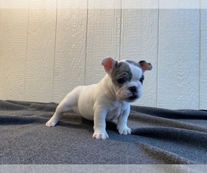 French Bulldog Puppy for sale in BOAZ, AL, USA