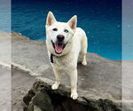 Small #1 Huskies  Mix