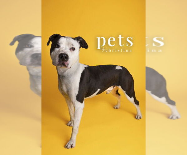 Medium Photo #15 American Staffordshire Terrier-Unknown Mix Puppy For Sale in Foristell, MO, USA