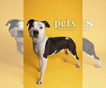 Small #14 American Staffordshire Terrier Mix