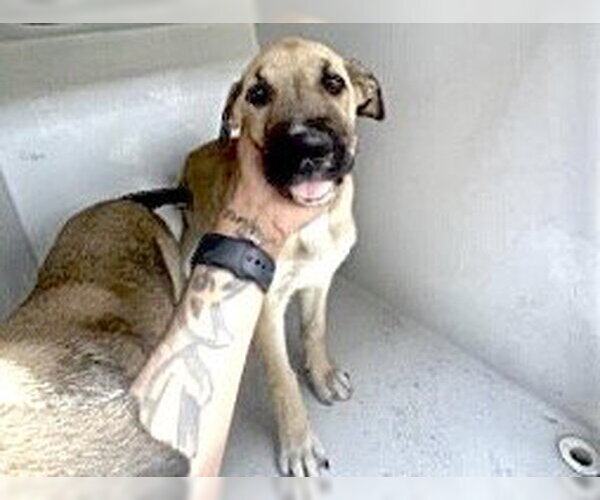 Medium Photo #1 Great Dane-Labrador Retriever Mix Puppy For Sale in Houston, TX, USA