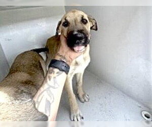 Great Dane-Labrador Retriever Mix Dogs for adoption in Houston, TX, USA