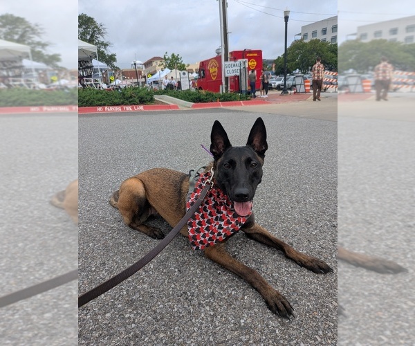 Medium Photo #2 Belgian Malinois Puppy For Sale in SILOAM SPRINGS, AR, USA