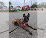 Small #1 Belgian Malinois