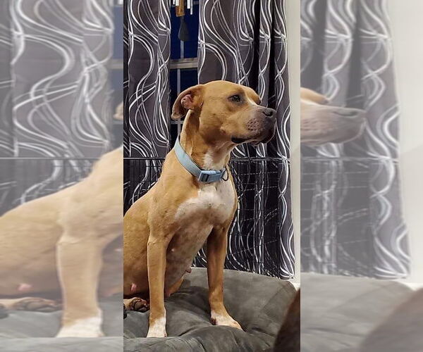 Medium Photo #38 American Pit Bull Terrier-Unknown Mix Puppy For Sale in Germantown, OH, USA