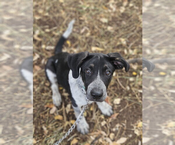 Medium Photo #1 German Shepherd Dog-Unknown Mix Puppy For Sale in Monte Vista, CO, USA