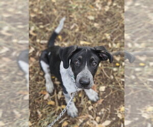 German Shepherd Dog-Unknown Mix Dogs for adoption in Monte Vista, CO, USA
