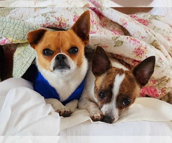 Medium Photo #6 Chihuahua Puppy For Sale in MOUNT AIRY, NC, USA