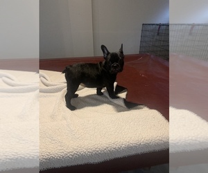 French Bulldog Puppy for sale in NEW KENT, VA, USA