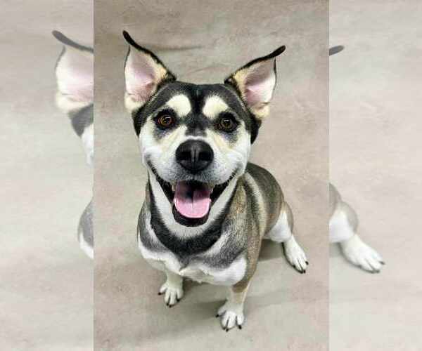 Medium Photo #1 Huskies -Labrador Retriever Mix Puppy For Sale in Tampa, FL, USA