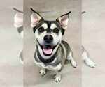 Small Huskies -Labrador Retriever Mix
