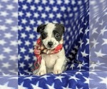 Small Photo #3 Fox Terrier (Smooth)-Poodle (Toy) Mix Puppy For Sale in LEOLA, PA, USA