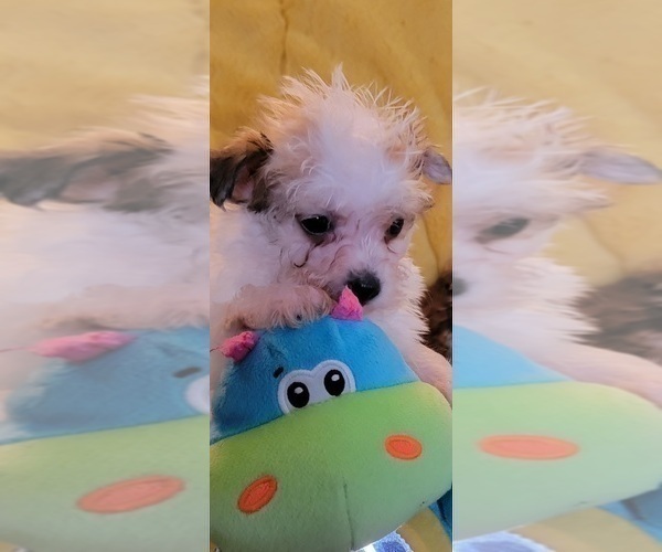 Medium Photo #12 Morkie Puppy For Sale in OTTAWA, OH, USA