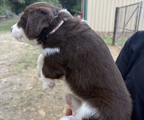 Medium Photo #7 Miniature Australian Shepherd Puppy For Sale in BEEBE, AR, USA