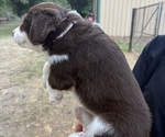 Small Photo #7 Miniature Australian Shepherd Puppy For Sale in BEEBE, AR, USA