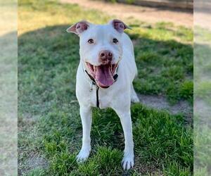 Mutt Dogs for adoption in Modesto, CA, USA