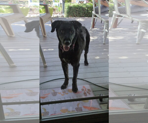 Medium Photo #1 Labrador Retriever-Unknown Mix Puppy For Sale in Sandy, UT, USA