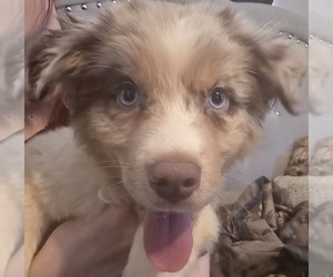 Medium Australian Shepherd