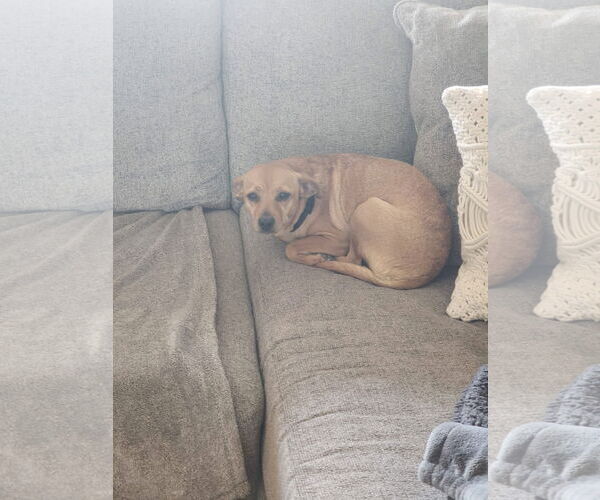 Medium Photo #3 Chihuahua-Unknown Mix Puppy For Sale in New London, WI, USA